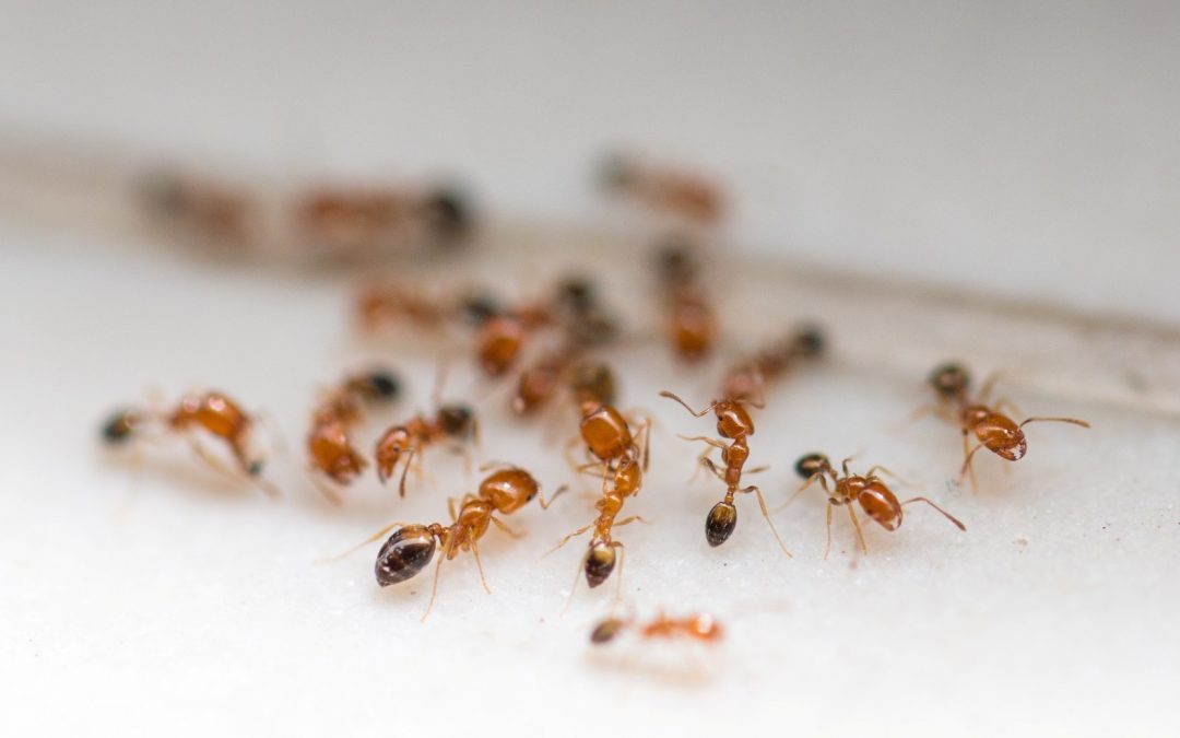 How To Get Rid Of Ants Effectively